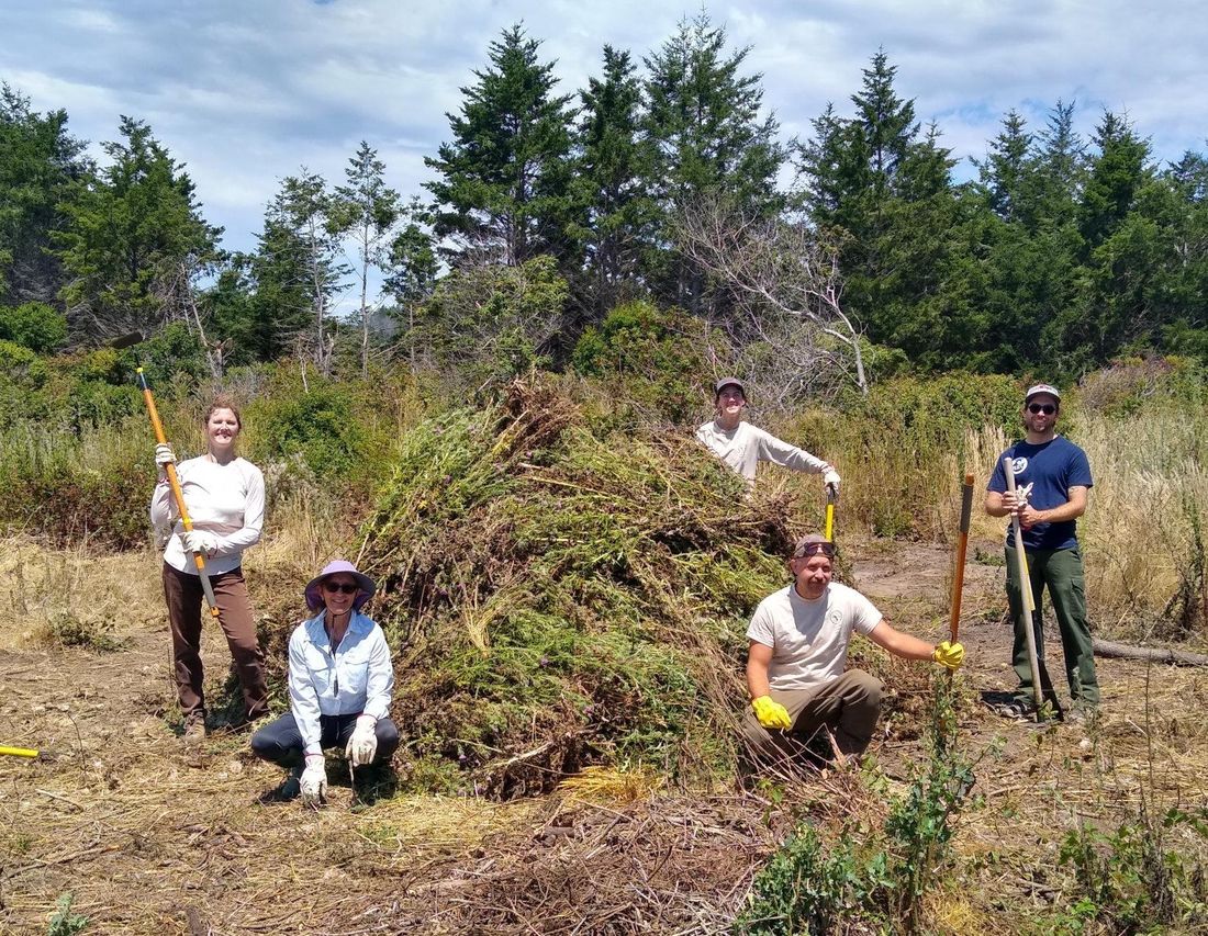 Five people with hand tools stand and kneel around a heap of cleared brush on open ground, tall conifers and a blue sky behind.
