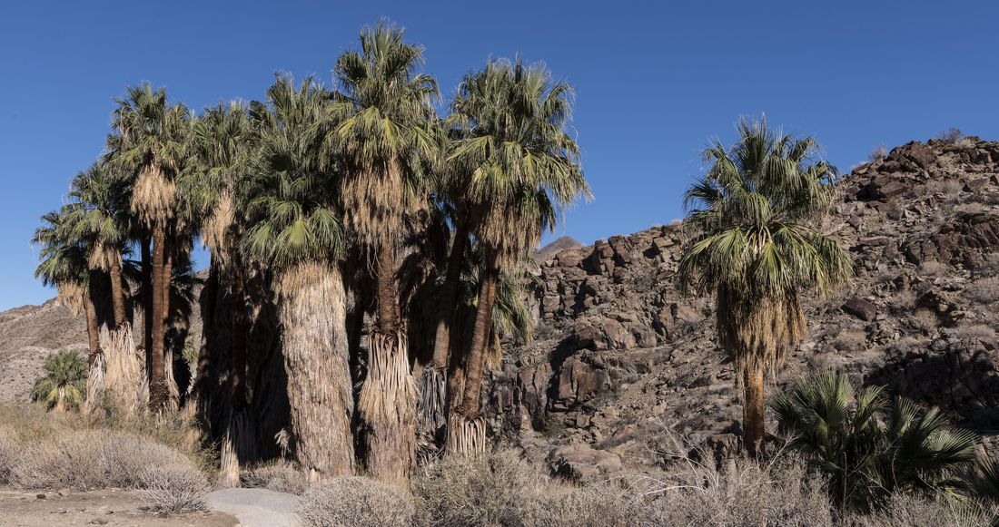 A grove of tall California fan palms, their trunks wrapped in skirts of dead fronds, beside a dry wash below a rocky desert hillside under a clear sky.